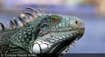 curacao.guide.accommodations.camping.and.eco.tourism