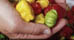 Curacao's Culinary Styles