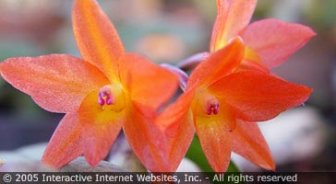 anguilla.guide.accommodations.camping.and.eco.tourism