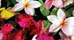 Guide to Dominica Accommodations
