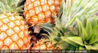 dominica.guide.food.culinary.styles