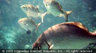 aruba.guide.activities.fishing.and.chartering