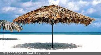 Tiki Palm on Aruba Beach