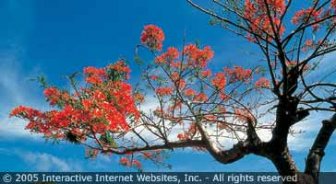 antigua.guide.planning.your.trip.booking.your.vacation