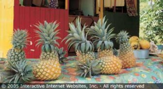 antigua.guide.travel.basics.customs