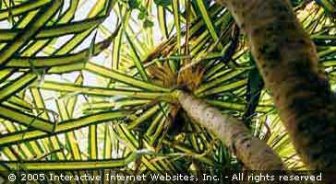 caribbean.guide.accommodations.camping.and.eco.tourism