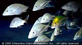 caribbean.guide.activities.fishing.and.chartering