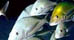Fishing and Chartering