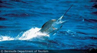 bermuda.guide.activities.fishing.and.chartering