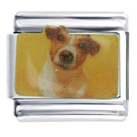 Italian Charms - jack russel terrier photo italian charm Image.