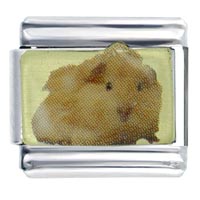 Italian Charms - guinea pig photo italian charm Image.