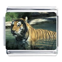 Italian Charms - tiger in water photo italian charm Image.