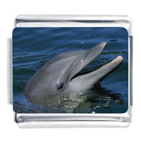 Italian Charms - dolphin peeking photo italian charm Image.
