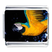 Italian Charms - golden parrot photo italian charm Image.