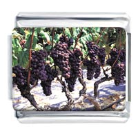 Italian Charms - purple grape vineyard photo italian charm Image.