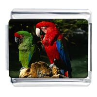 Italian Charms - tropical macaw parrots photo italian charm Image.