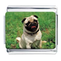 Italian Charms - pug sitting on grass photo italian charm Image.