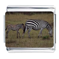 Italian Charms - zebra family photo italian charm Image.