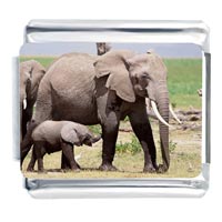 Italian Charms - elephants photo italian charm Image.
