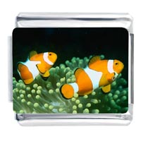 Italian Charms - clown fish photo italian charm Image.