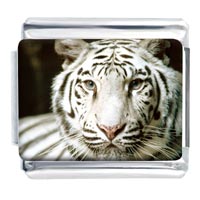 Italian Charms - white tiger photo italian charm Image.