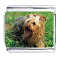 Italian Charms - yorkie terrier photo italian charm Image.