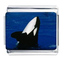 Italian Charms - black and white orca whale photo italian charm Image.