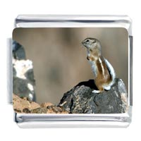 Italian Charms - chipmunk on rock photo italian charm Image.