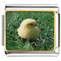 Italian Charms - baby chick photo italian charm Image.