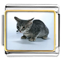 VPH051: kitten photo italian charm vph051 Image.
