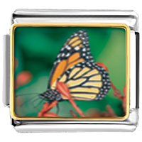 Italian Charms - butterfly close up photo italian charm Image.