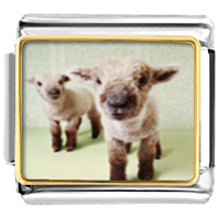Italian Charms - baby lambs photo italian charm Image.