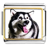 Italian Charms - husky dog photo italian charm Image.
