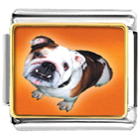 Italian Charms - brown white bulldog photo italian charm Image.