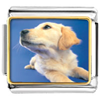 Italian Charms - golden retriever puppy photo italian charm Image.