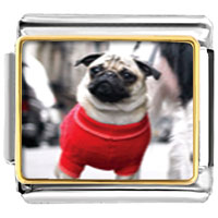 Italian Charms - dressed up pug photo italian charm Image.