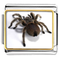 Italian Charms - deadly spider photo italian charm Image.