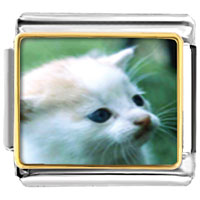 Italian Charms - little kitten photo italian charm Image.