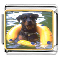 Italian Charms - dog swimming with floaty photo italian charm Image.