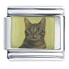 American Bobtail Photo Italian Charm