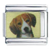 Baby Beagle Photo Italian Charm