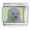 Maltese Dog Photo Italian Charm