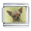Chihuahua Photo Italian Charm