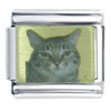 American Shorthair Photo Italian Charm