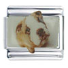 Bulldog Brown Photo Italian Charm