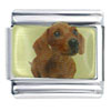 Dachshund Dog Photo Italian Charm
