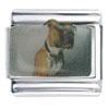 Boxer Dog Photo Italian Charm