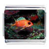 Orange Chromis Fish Photo Italian Charm