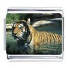 Tiger In Water Photo Italian Charm