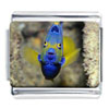 Regal Tang Fish Photo Italian Charm